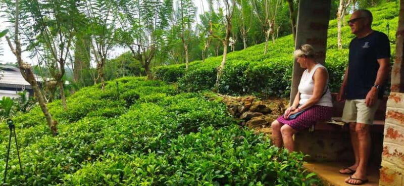 Ceylon Tea Experience from Colombo Port Passenger Terminal - Authentic Experiences and Hidden Gems