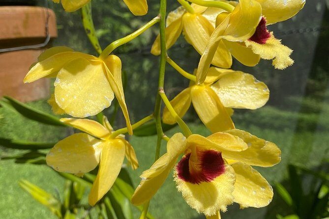 CFC Hot Spring Mud Pool,Garden Of Sleeping Giant And Village Visit Half Day Tour - FAQs