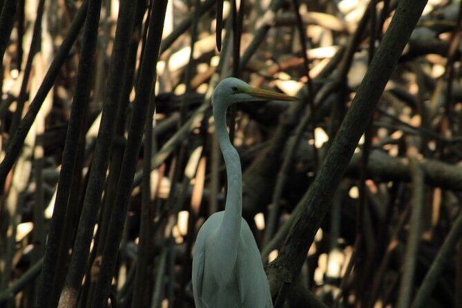 Chacahua Afternoon Journey - A Deep Dive into the Chacahua Afternoon Journey