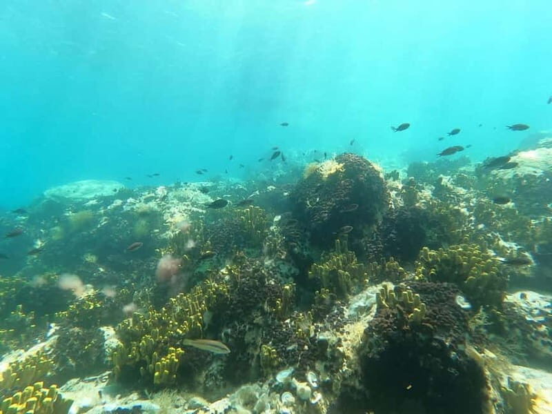 Chalkidiki: Snorkeling Adventure in Sithonia - Key Points  