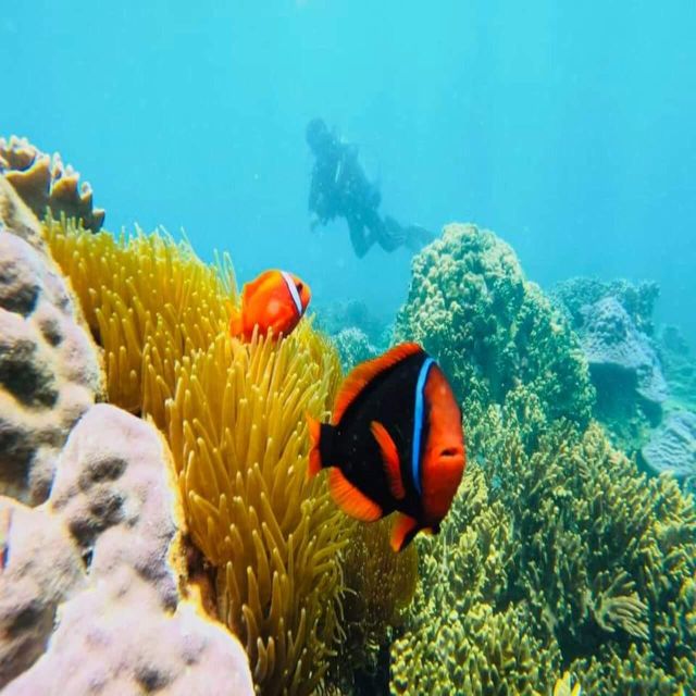 Cham Island - Snorkeling Tour From Hoi An/Danang - Exploring the Marine Protected Area