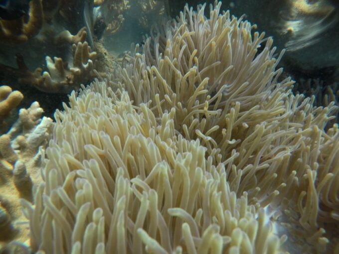 Cham Island: Underwater Walking & Snorkeling Tour - Frequently Asked Questions