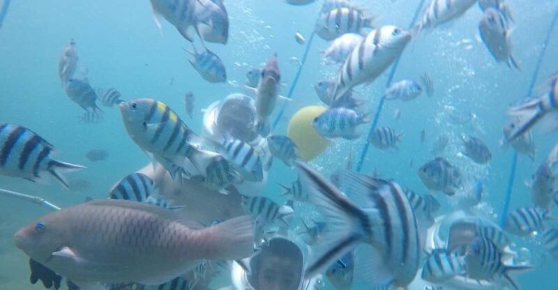 Cham Islands: Experience Underwater Snorkeling Excursion - Unique Highlights