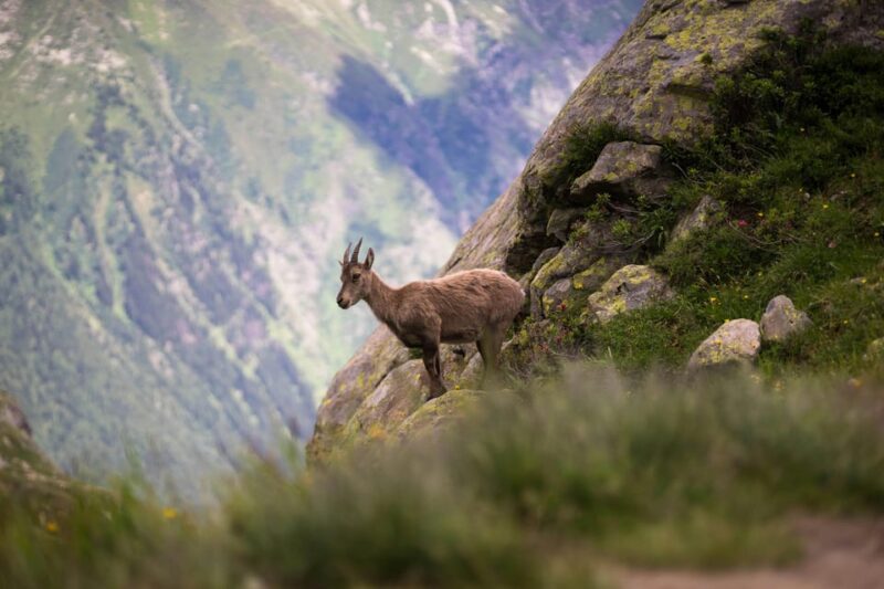 Chamonix: Guided Tour to the Aiguille Du Midi and Montenvers - The Balcon Nord Trail Adventure