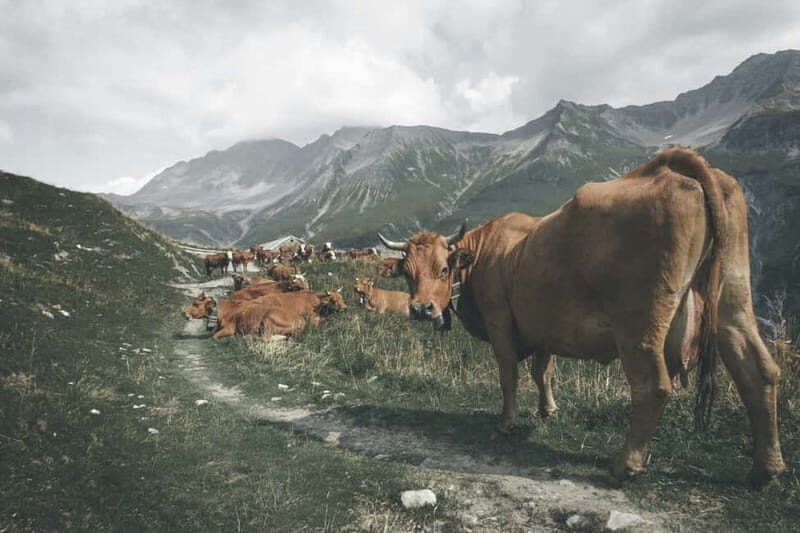 Chamonix: Hike and taste local products facing Mont Blanc - A Unique Blend of Nature and Gourmet Experience in Chamonix  
