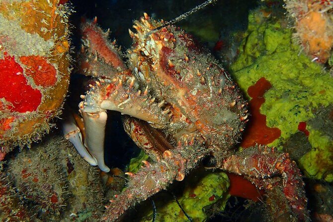 Champagne Reef Snorkeling Tour at volcanic hot Bubbles Dominica - What to Expect on the Tour