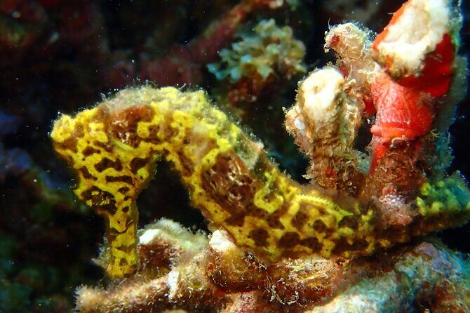 Champagne Reef Snorkeling Tour at volcanic hot Bubbles Dominica - Is It Worth It? Our Take