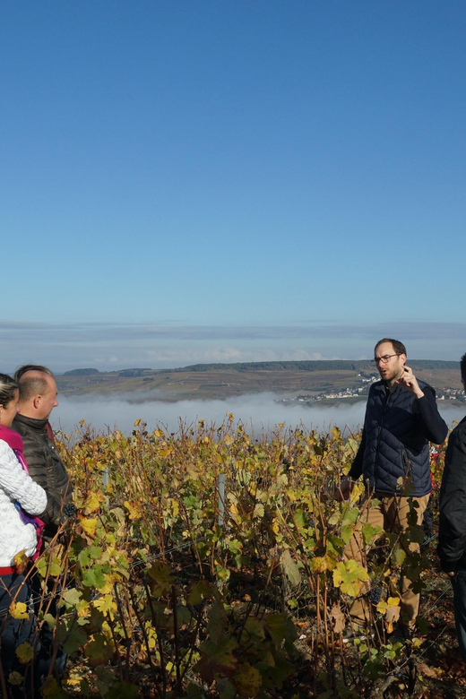 Champagne Vineyard Experience: Delve Into the Terroir - Key Points