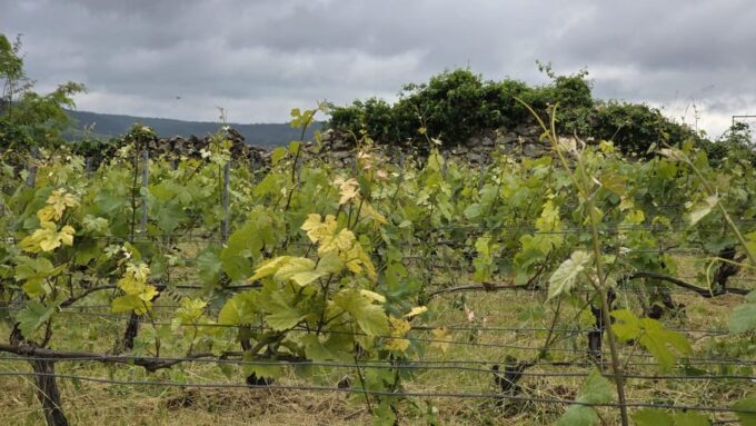 Champagne Vineyard Experience: Delve Into the Terroir - Frequently Asked Questions