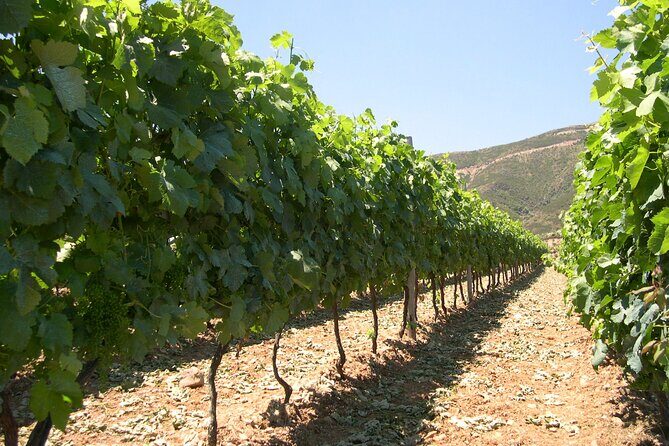 Chania 4x4 Sunset Safari Tour - Who Should Consider This Tour?