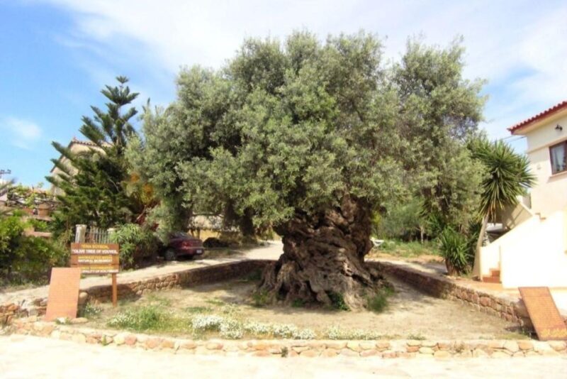 Chania Area: Food Tasting Tour with Winery Visit & Swim Stop - Final Thoughts