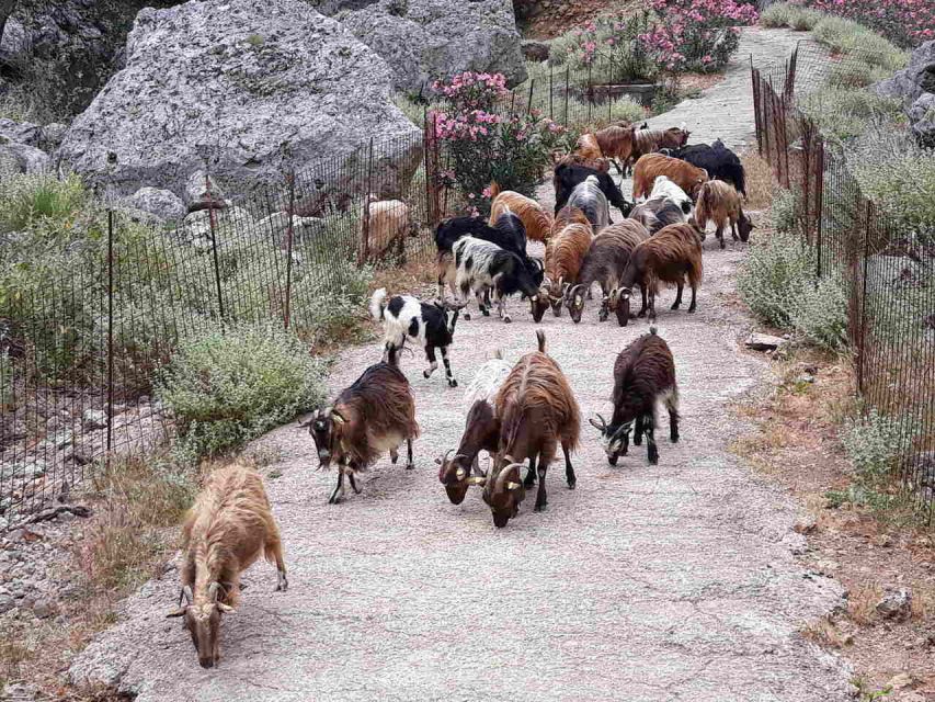 Chania: Balos and Falassarna Tour with Loungers and Lunch - FAQ
