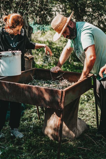 Chania: Full Moon Olive Harvest - Practical Information