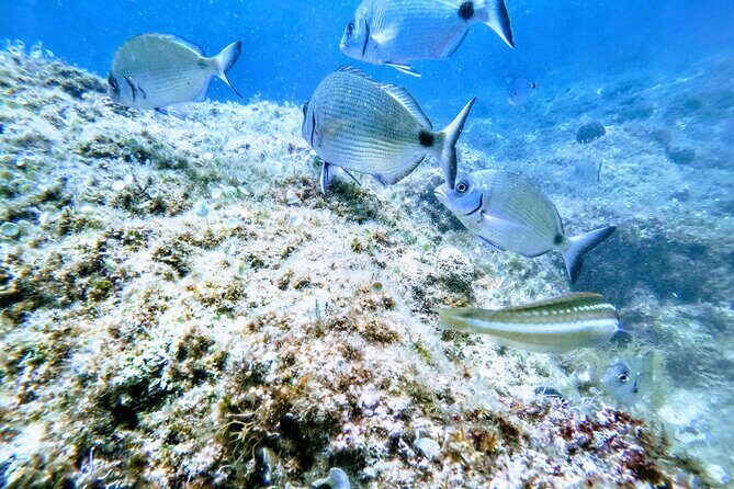 Chania Guided Snorkeling and Boat Excursion - Why You Should Consider This Snorkeling Tour