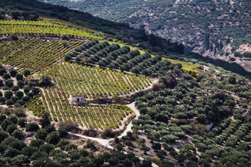 Chania Luxury Jeep Safaris: Wine & Olive Oil Tasting Secrets - Discovering Olive Oil Estates