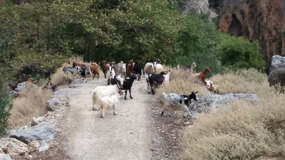 Chania: Milia Mountain Tour w/Lunch Olive Oil/Wine Tastings - Frequently Asked Questions
