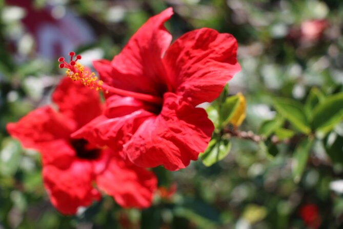 Chania Nature & Villages, White Mountains & Unique Cretan Lunch - Accessibility and Service Animals