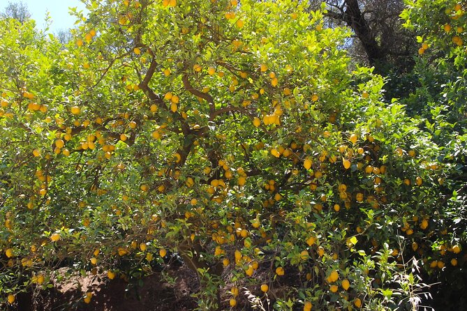 Chania Nature & Villages, White Mountains & Unique Cretan Lunch - Cancellation Policy