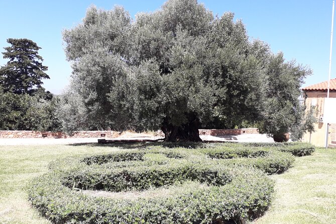 Chania Old Town - Millennial Olive Tree - Olive Oil Mill - Flexible Pickup and Drop-off Arrangements