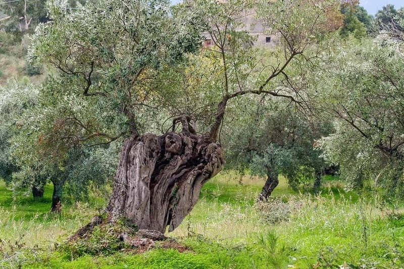 Chania: Olive Harvest Day Trip with Guide & Transport - An In-Depth Look at the Olive Harvest Day Trip