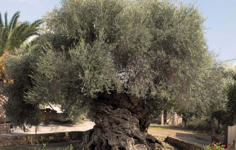 Chania: Olive Harvest Day Trip with Guide & Transport - FAQs