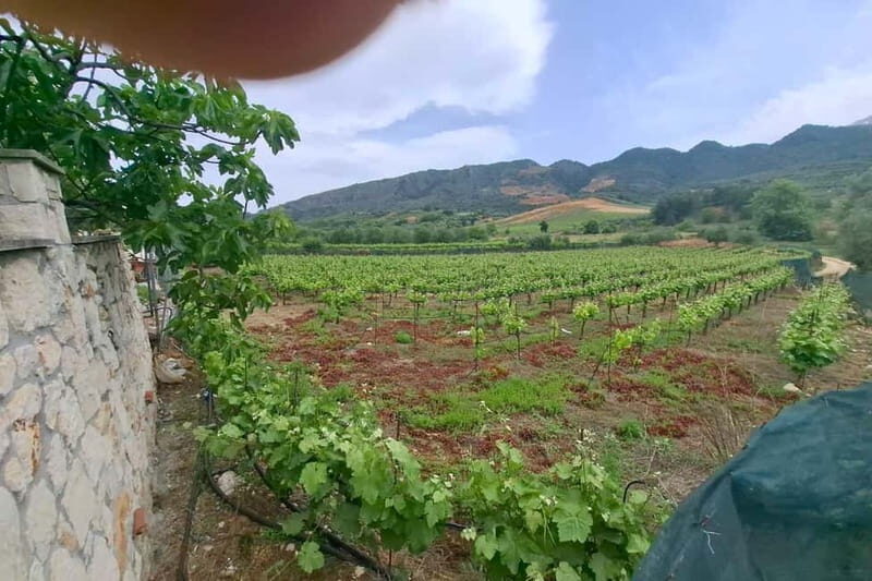 Chania: Private Tour to Therisso Gorge Village &Local Winery - Authentic Experiences and Genuine Value