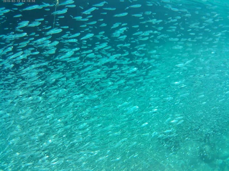 Chania: Scuba Diving and Snorkeling for Beginners by Boat - Who Should Consider This Tour?