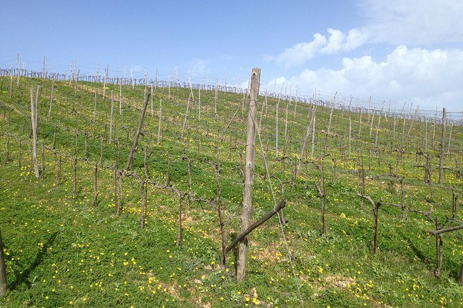 Chania Shore Excursion Off Road Vineyard and Winery Tour Half Day - Key Points