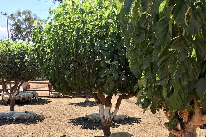 Chania White Mountains Private Tour: From Sea to Summit! - FAQ