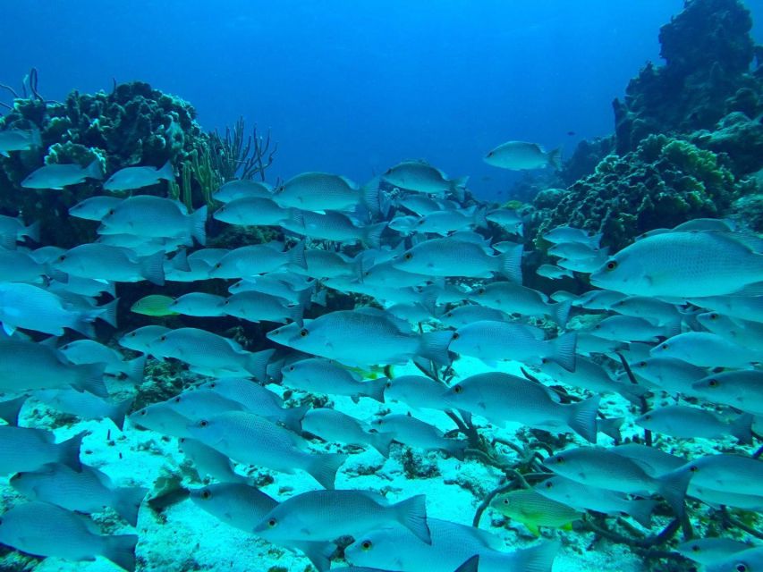 Chankanaab Beach Adventure Park Day Pass With Snorkeling - Duration and Activity Details