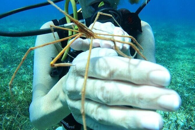 Chankanaab Park Plus Discovery Scuba Dive with Lunch - The All-Inclusive Park Experience