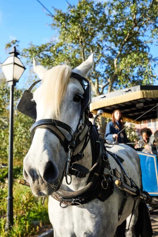 Charleston: Downtown Horse-Drawn Carriage Tour - The Sum Up