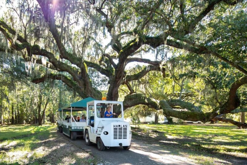 Charleston: Magnolia Plantation & Gardens Guided Tour - A Close Look at the Tour Itself