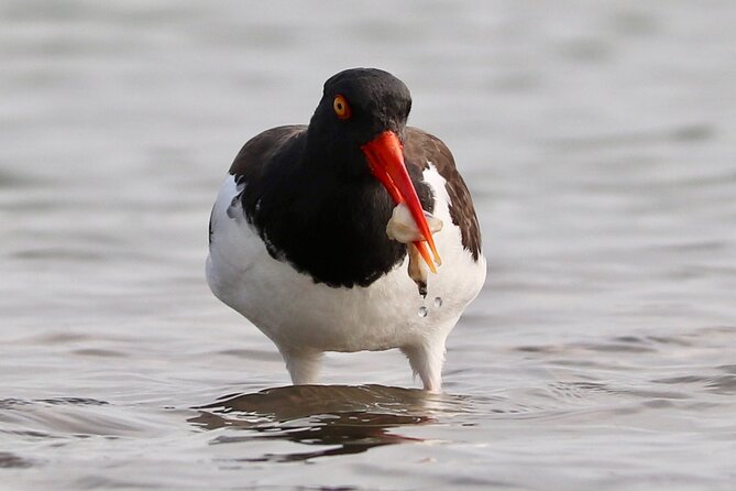 Charleston Marsh Eco Boat Cruise With Stop at Morris Island Lighthouse - Captain and Narration