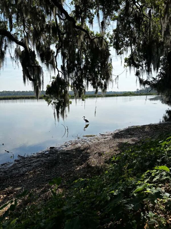 Charleston: Middleton Place Guided Tour with Lunch - Analyzing the Value  