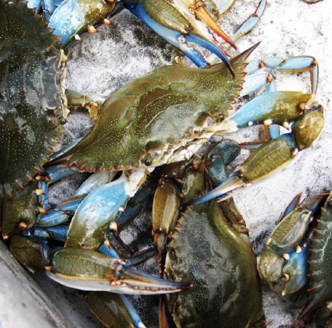 Charleston: Morris Island Nature Boat Tour With Naturalist - Tour Duration and Transportation Details