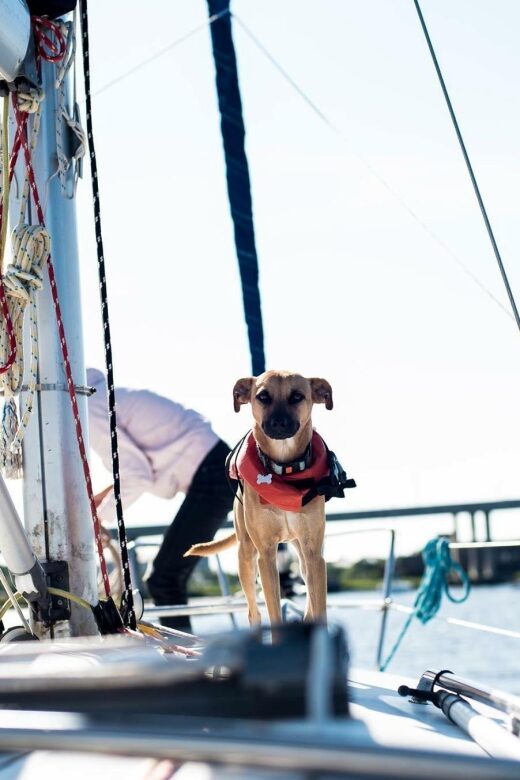 Charleston: Private BYOB Luxury Yacht Cruise - Key Points