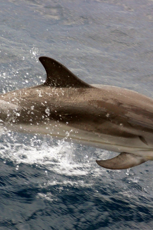 Charleston: Sightseeing Harbor Tour & Dolphin Watch - Charleston Harbor Sights