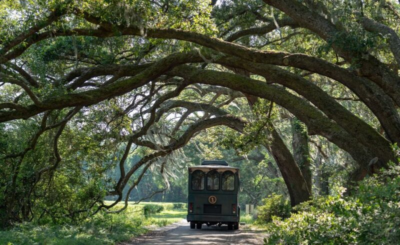 Charleston: Wadmalaw Island Wine Tasting and Tea Garden Trip - An Introduction to the Wadmalaw Island Experience