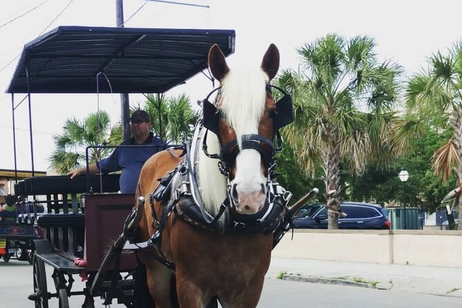 Charlestons Historic Residential Horse and Carriage Tour - Reviews