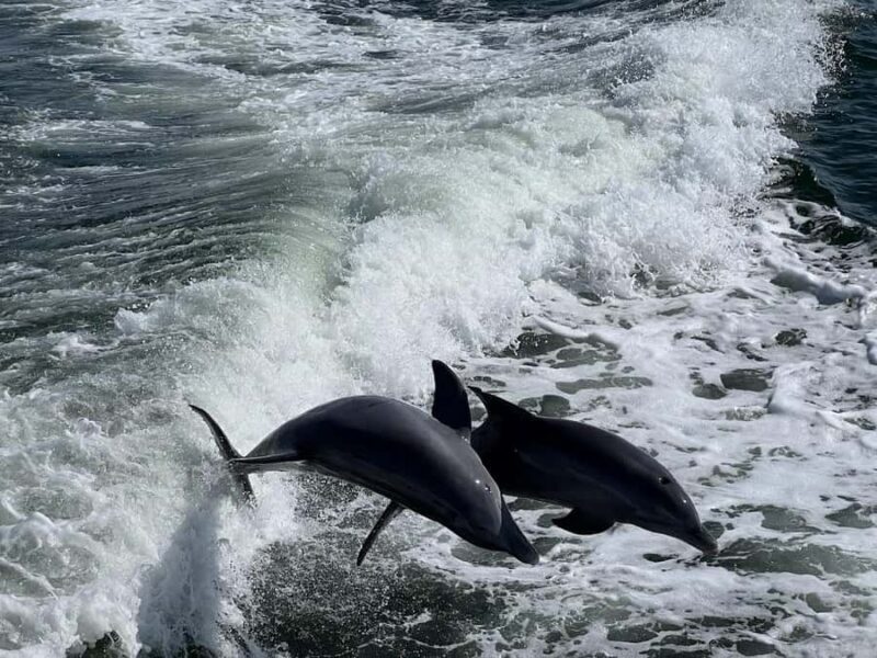 Charlotte Harbor: "The Oasis" Tiki Boat Sunset Cruise - Key Points
