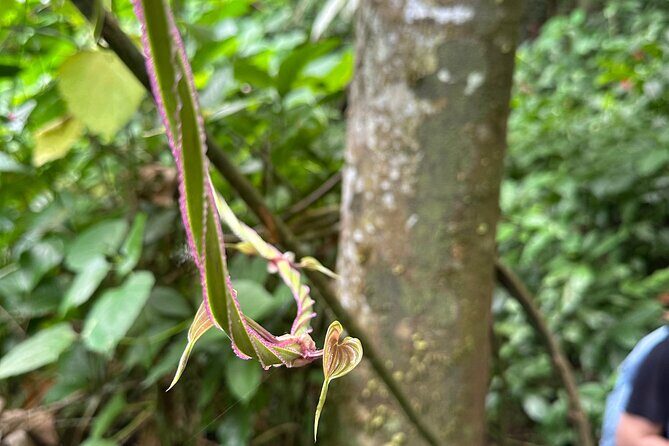 Chase Waterfalls - Discover a hidden 180ft rainforest gem - FAQ