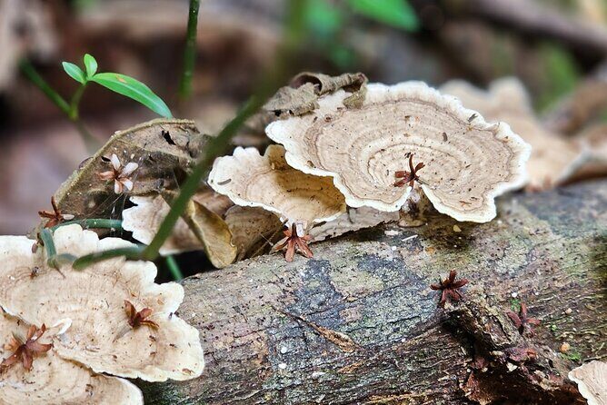 Chasing Waterfalls Experience in Tobago - Frequently Asked Questions