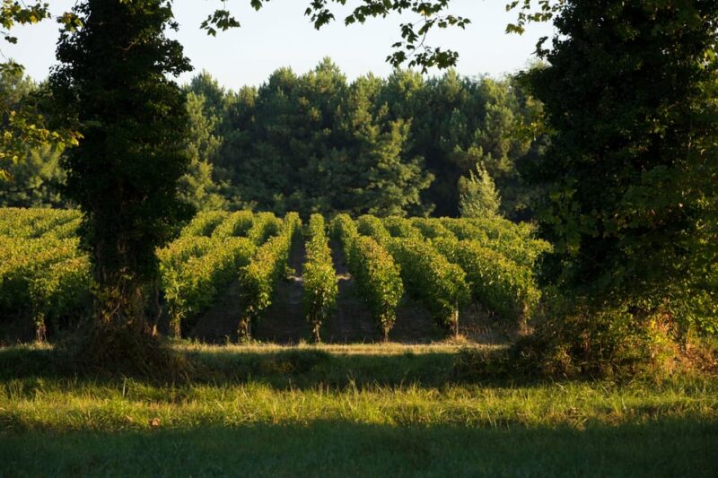 Château Olivier: One Hour Vineyard Tour With Wine Tasting - The Guided Tour Experience