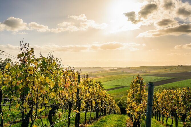 Chateauneuf du Pape and Luberon vineyard tour from Avignon - Key Points