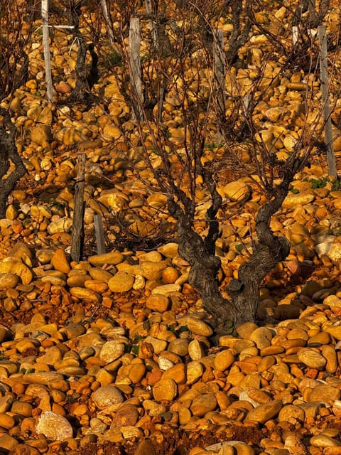 Châteauneuf-Du-Pape: Full-Day Wine Tour With Sommelier - Itinerary Highlights