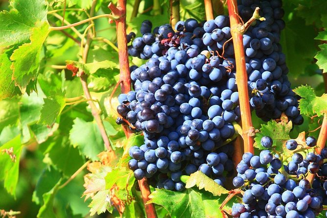 Chateauneuf Du Pape Wine Day Tasting Tour Including Lunch From Avignon - Group Size and Cancellation Policy