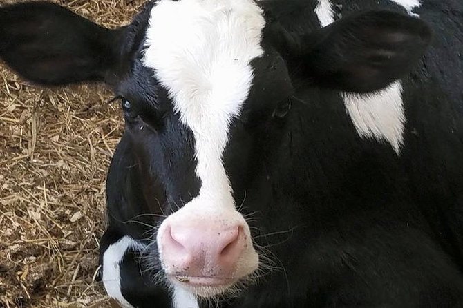 Cheese, Canals & Windmill Countryside E-Bike Tour Amsterdam - Customer Reviews