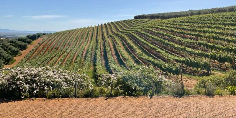 Cheetah Outreach and Award-Winning Winelands Full Day Tour - Itinerary Highlights