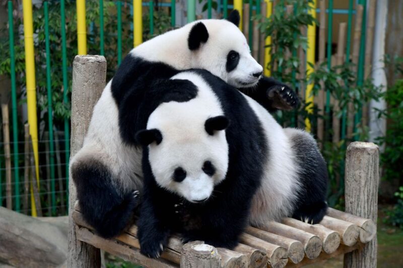 Chengdu: 2 Days Panda, Leshan Buddha and Emeishan Group Tour - Itinerary Highlights